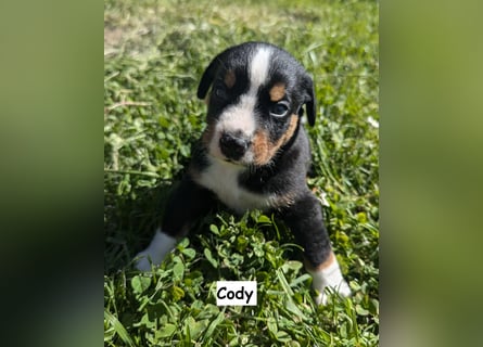 Appenzeller Sennenhund Welpen