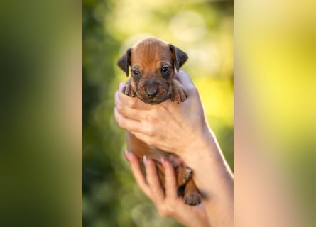 Rhodesian Ridgeback Welpen mit FCI-Ahnentafel