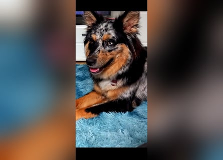 Wurfankündigung Australian shepherd welpen Mitte Mai