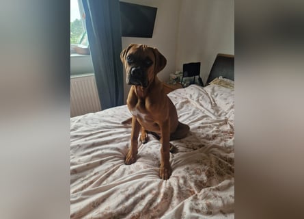 Wunderschöne Boxerwelpen!