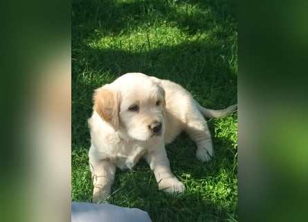 Golden retriever welpen mit Ahnentafel
