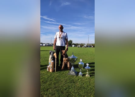 Typvolle Airedale Terrier Welpen aus Leistungszucht VDH/KfT