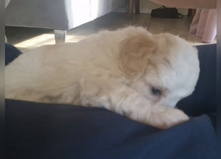 Havapoo Pudel Havaneser-ShihTzu