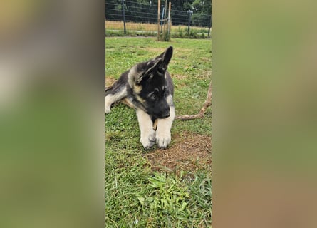 Osteuropäische Schäferhund Welpen