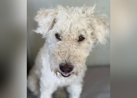 ❤️ zarte Hundeseele LUNA - 3,5 Jahre, 45cm - Puli-Mix