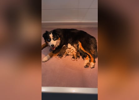Mini/Miniature Australian Shepherd Welpen mit Papiere