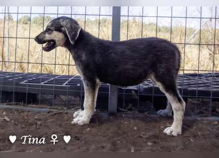 Teddy und seine Geschwister suchen ab September ein Zuhause