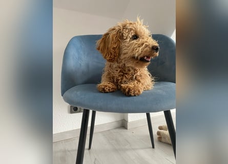 Wunderschöne Mini/Medium Goldendoodle Hündin (max.40cm) in Apricot/Rot zu verkaufen 6 Monate alt