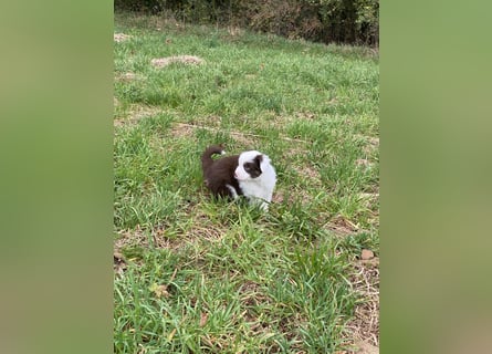 Mini Aussie - Miniature American Shepherd