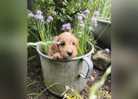 Bezaubernde English Cockerdoodle dürfen umziehen