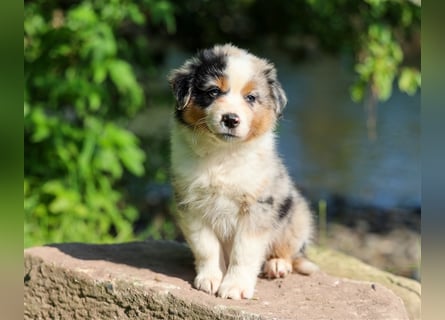 Mini American Shepherd (Showlinie) Mini Aussies