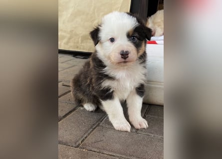 Knuddelige Australian Shepherd Welpen suchen Stellung für's Leben