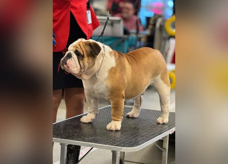 Englische Bulldoggen welpen Top Pedigree FCI