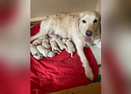 Zuckersüße Golden Retriever Welpen