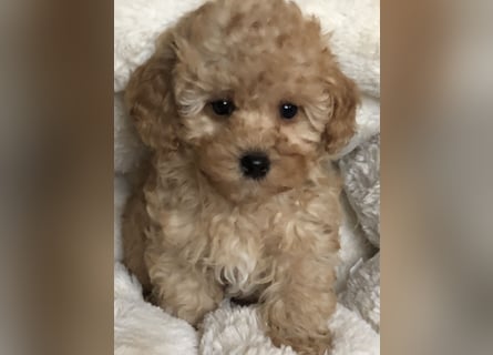 Sehr gesunde Maltipoo welpen in abricot und créme farben.