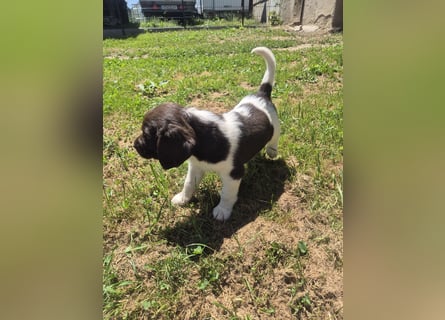 Kleine Münsterländer Welpen