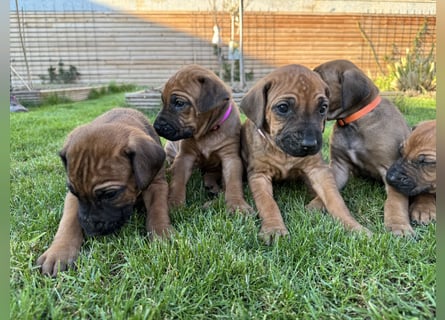 Rhodesian Ridgeback Welpen