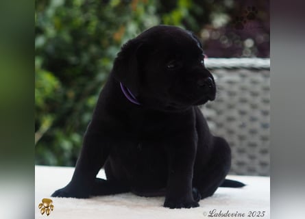 Labrador Welpen in schwarz- die Buben