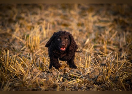Irish Water Spaniel Welpen / Nichthaarend / FCI - VDH Zucht