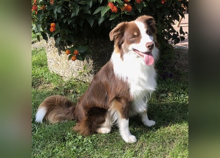 Mini Australien American Shepherd / Mini Aussi / Deckrüde / all clear /Gesundheitszeugnis