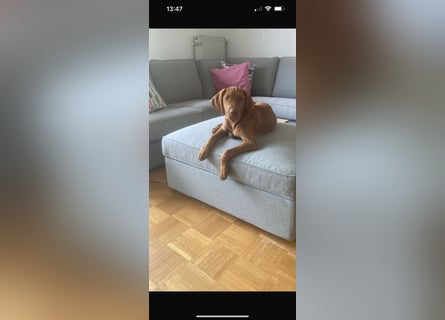 Magyar Vizsla Welpen in Erwartung