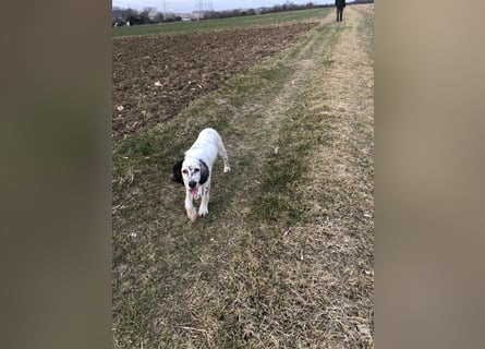 MAVERICK Hunting for Love (FCI) English Setter
