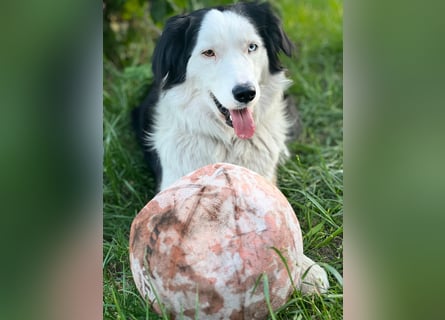 Australian Shepherd x Border Collie Welpen