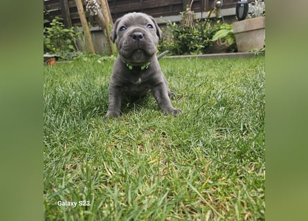 Cane Corso Italiano Welpen