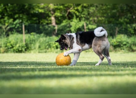 Kendo - ruhiger, ausgeglichener Familienhund - Tierhilfe Franken e.V.