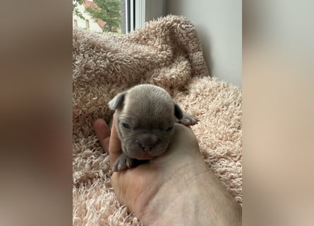 Gesunde Sportliche Französische Bulldoggen aus Familienzucht!