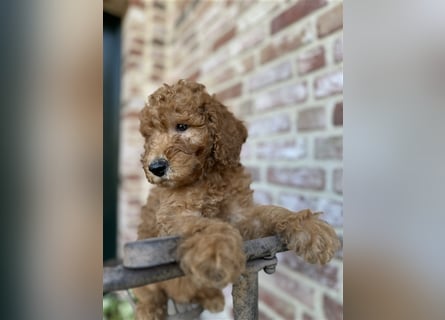 GoldenDoodle Welpen 