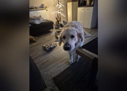 Golden Retriever Deckrüde