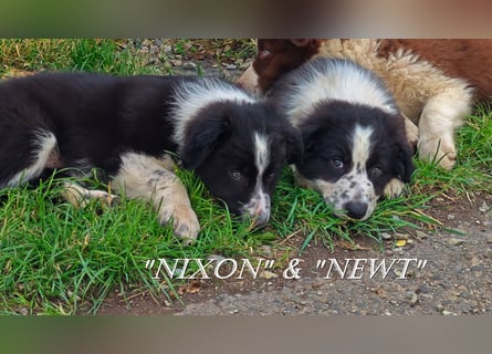 Border Collie-Welpen , black-,choco-,red-white und red-merle