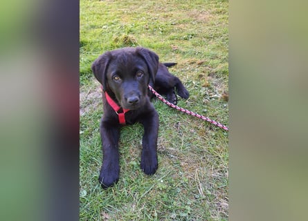 Labrador Weibchen Welpe