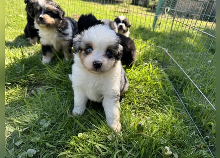 Einzigartige Mini Aussies