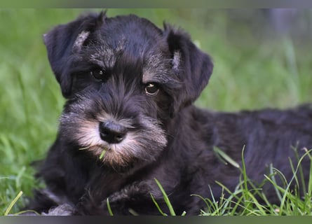 Zwergschnauzer Welpe schwarz silber  darf sofort ins neue Zuhause