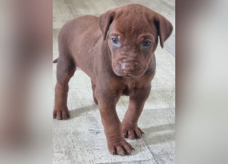 Rhodesian Ridgeback Welpen mit Papieren -Livernose-