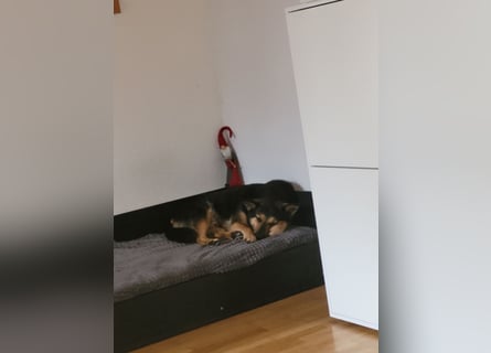 Schäferhundmischling Bono