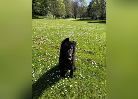 Altdeutscher Schäferhundwelpe