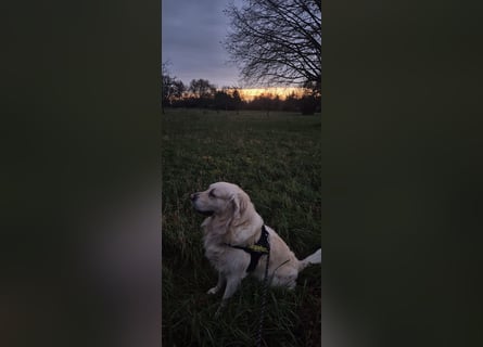 Golden Retriever Deckrüde