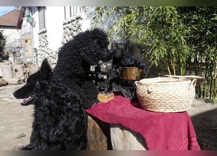 Mudidoodle ( Mudi - M. Pudel) Welpen