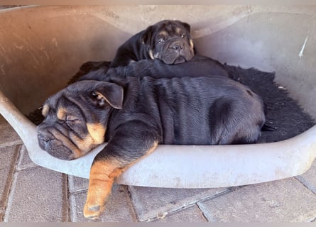Bullpeiwelpen, Mischling aus englischer Bulldogge und Sharpei/Shar-Pei