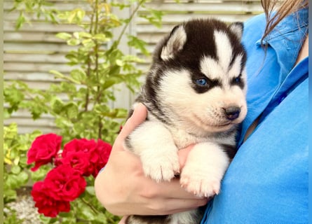 FCI Pedigree Blue Eyed Black & White Siberian Husky Champion Puppy