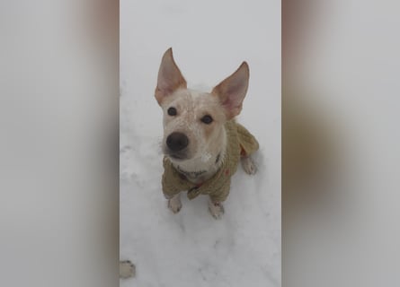 Australian Cattle Dogs