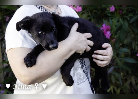 Drei wunderschöne Schäferhundmischlinge suchen ein Zuhause