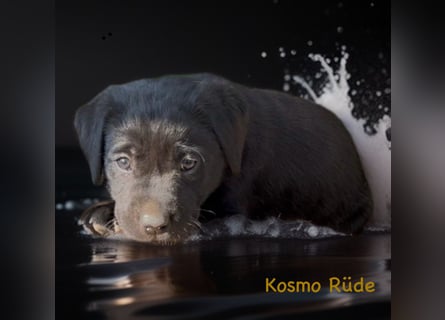 Labrador Retriever Welpen, reinrassig, Ahnenpass uvm., schwarz und gelb