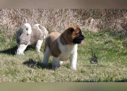 Echte reinrassiger American Akita Hündin