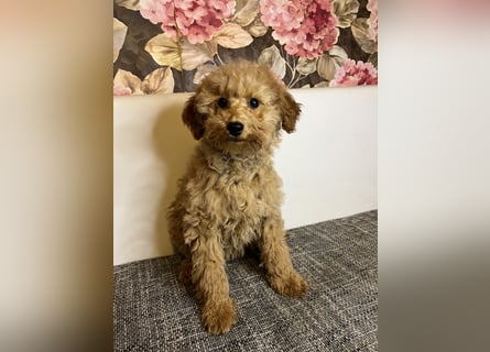 Maltipoo-Mädchen
