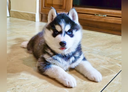 FCI Pedigree Blue Eyed Black & White Siberian Husky Champion Puppy