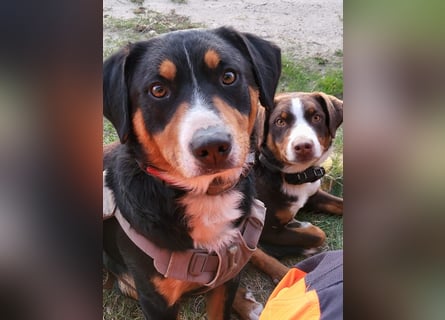 Appenzeller Sennenhunde, Welpen, Tri-Color Schwarz und Havanna Braun, 1 Hündin, ab Ende Mai